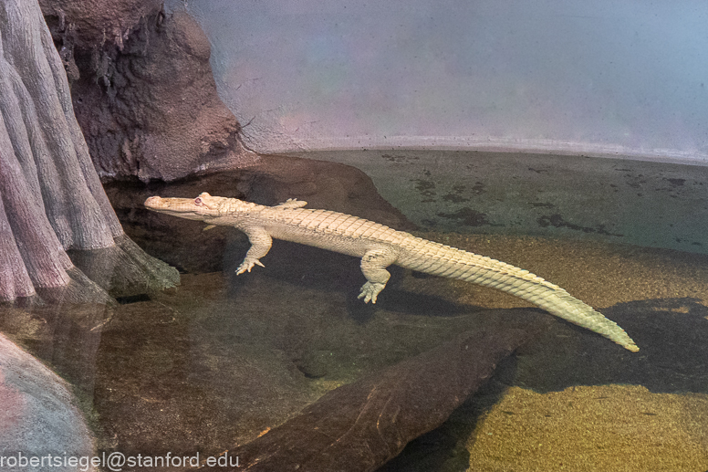 California Academy of Science 2021